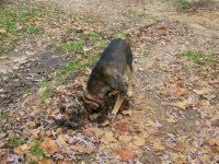 12-23-11 Booger Back to His Fighting Weight.jpg