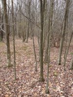 image-510198950.jpg