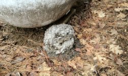 Hornet Nest.jpg