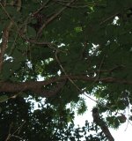 IMG_8591c.jpg