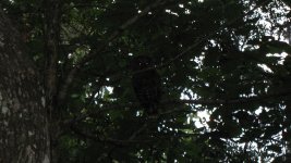 IMG_8582b.jpg