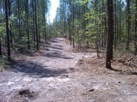 food plot.jpg