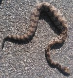 Canebreak Rattler - Web.jpg