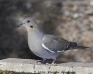 whitewingdove.jpg