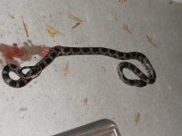 Snake.JPG