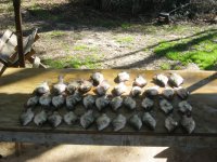 Sabine_02_22_2012 009.jpg