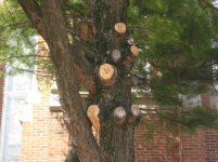 Tree trimming 001.jpg