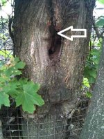 fencetree.jpg