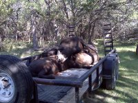cow carry2.jpg