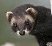 polecat.jpg