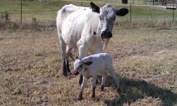 fancys calf.jpg