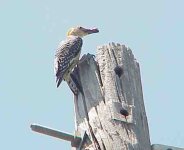 Wood Pecker -2.jpg