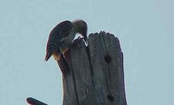Wood pecker stuffing Bug.jpg