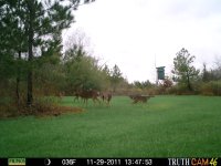 Deer 2011 478.jpg