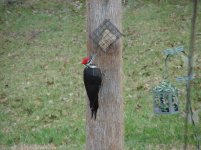 DSC00037.jpg