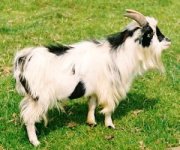 363910-goat.jpg