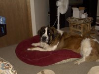 502458-bailey(out grew bed).jpg