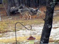 364471-DeerHere.jpg