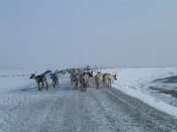 365013-caribou.jpg