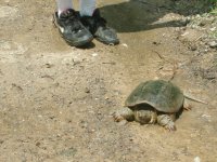 457633-turtle2 (7).jpg