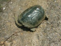 457636-turtle2 (9).jpg