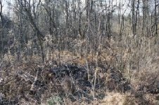 365708-small cluster.JPG