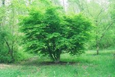 414130-maple.JPG
