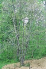 414209-dogwood.JPG