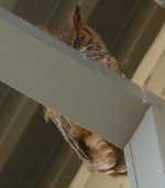 ParentOwlCloseup.jpg