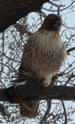 RaptorWithFlickerCloseup.jpg