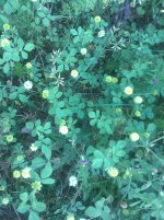 IMAG0606.jpg