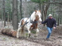 image-1040621564.png