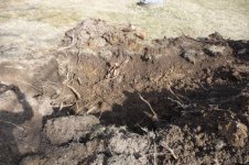 stump4.jpg