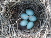 bluebirds.jpg
