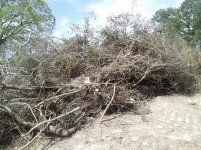 piled brush 1.jpg