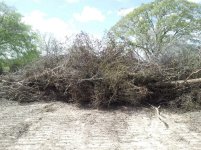 piled brush.jpg