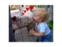 Piggy-wiggyKiss.jpg