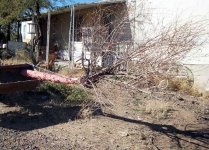 dead tree 2.jpg