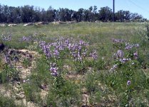 foxglove-2012.jpg