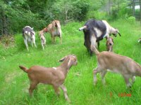 Goats2010 023.jpg