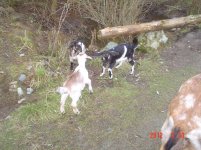 GoatBabies2012 013.jpg