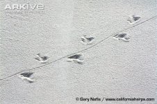Little-white-whiptail-tracks-in-sand.jpg