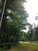 treedrop1.JPG