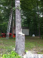 treedrop4.JPG