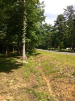 treedrop6.JPG