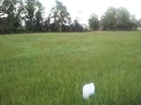 yard2.JPG