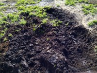 IMG-20120527-00320.jpg