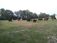cows mowing yard.JPG