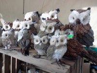 122 Owls. Poland.jpg