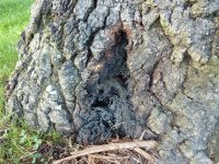Elm Wetwood.JPG